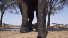 Spectacular Low Angle View Of Elephant Trunk And Legs In The Background