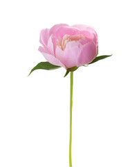 Wall Mural - Pink peony  isolated on white background.