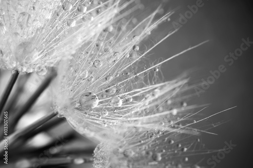 Fototapeta na wymiar Close-up of dandelion with drops