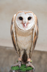 Wall Mural - common barn owl ( Tyto albahead )