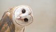 Leinwandbild Motiv common barn owl ( Tyto albahead ) close up