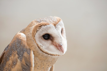 Wall Mural - common barn owl ( Tyto albahead ) close up