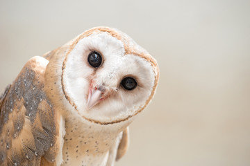 Wall Mural - common barn owl ( tyto albahead ) close up