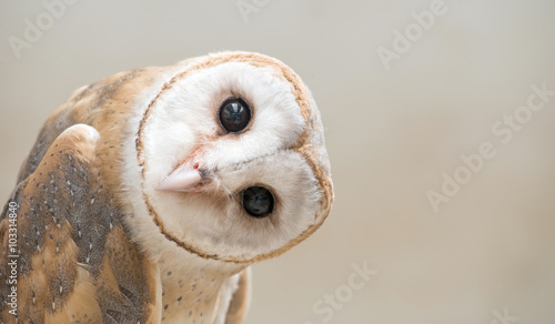 Naklejka dekoracyjna common barn owl ( Tyto albahead ) close up