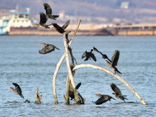 Flock Of Cormorants In Flight, Pygmy Cormorant, Phalacrocorax Pygmaeus