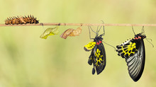 Life Cycle Of Common Birdwing Butterfly