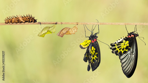 Fotomural Life cycle of common birdwing butterfly