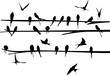 Set of Swallow on branch