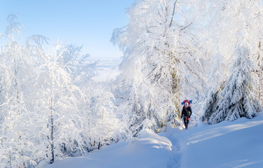 Wall Mural - Hiking in a beautiful snowy woodland. One tourist walks out of the woods into the clearing. White trees covered with snow reflect sunlight. Clear blue sky. Footpath in the snow. Human scale