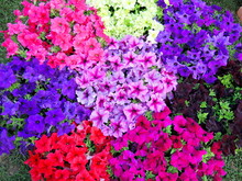 Multicolored Petunia Flowerbed