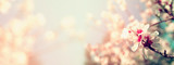 Abstract blurred website banner background of of spring white cherry blossoms tree. selective focus. vintage filtered with glitter overlay
