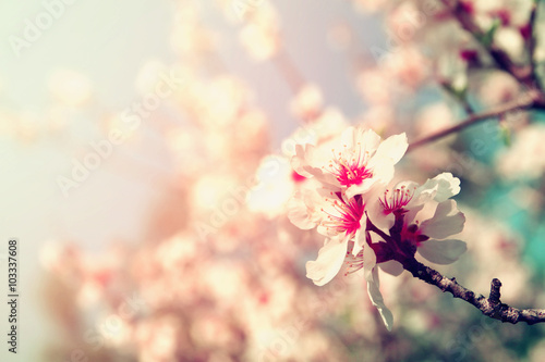 abstract dreamy and blurred image of spring white cherry blossoms tree Plakat