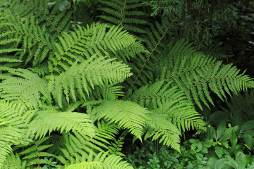 Sticker - green fern background