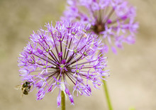 Purple Flowers With Bee