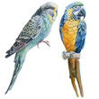  Watercolor birds. Blue budgerigar and blue parrot macaw.