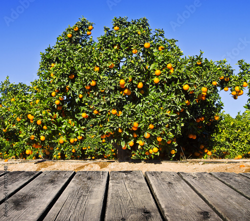 campo de naranjos Buy this stock photo and explore