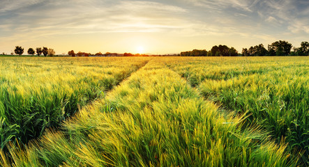 Poster - Wheat field landscape with path in the sunset time