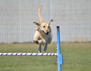 Sticker - Yellow Labrador Retriever at Dog Agility Trial