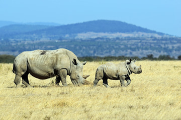 Wall Mural - White Rhino in Kenya