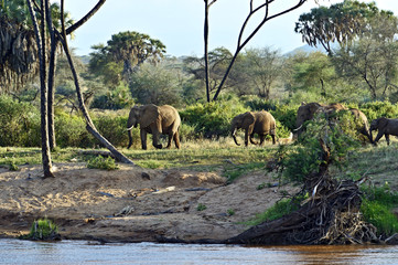 Wall Mural - African elephants in the savannah