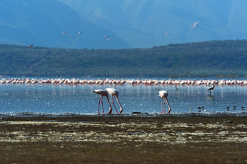 Wall Mural - Flamingo on Lake hock