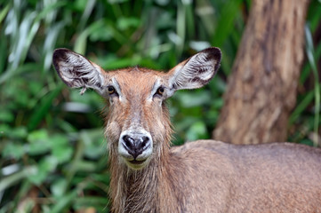 Wall Mural - African gazelle Water Goat