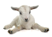 White Young Goat