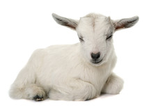 White Young Goat