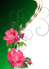 two pink rose flowers on green and white background