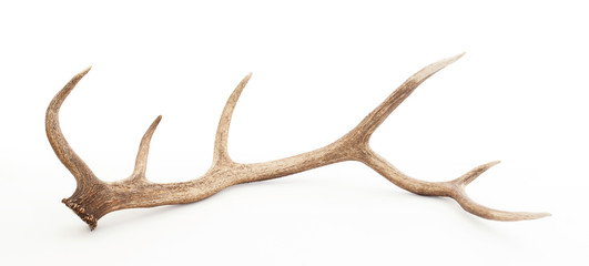 large antler isolated on white background