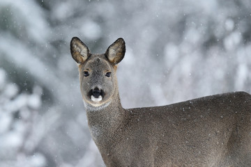 Wall Mural - Roe deer (Capreolus capreolus) portrait in winter. Roe deer with snowy background. Roe deer in winter. Roe deer with snowy trees on background.