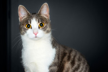 Portrait Of Cute Young Tabby & White Cat On A Black Gradient Background