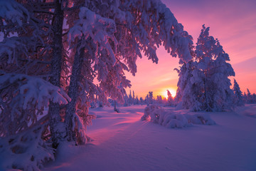 winter landscape with forest, cloudy sky and sun