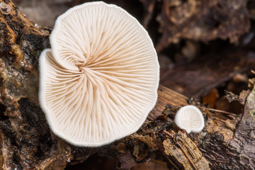 Small White Bracket Fungi