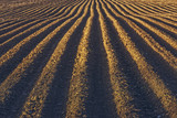 Fototapeta Konie - Furrows row pattern in a plowed field prepared for planting potatoes crops in spring.