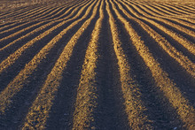 Furrows Row Pattern In A Plowed Field Prepared For Planting Potatoes Crops In Spring.