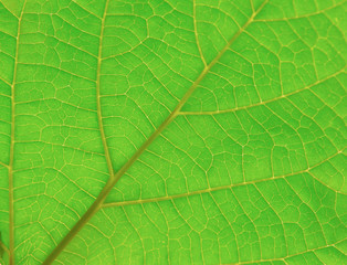 green leaf