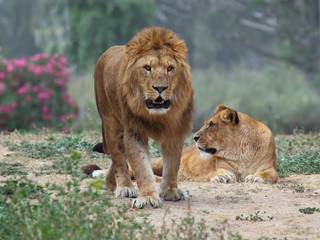 Wall Mural - Male and female lion