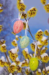 Poster - Osterstrauch Hamamelis - hamamelis shrub in easter time