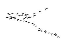 Greater White-fronted Goose Wedge In Flight. Vector Silhouette A Flock Of Birds