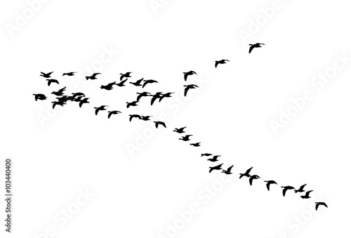Cuadros en Lienzo Greater white-fronted goose wedge in flight