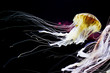 Bioluminescent Japanese sea nettle jellyfish
