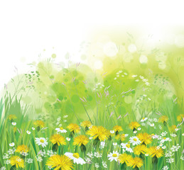 Vector spring, nature background with chamomiles and dandelions.