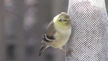 Close-up Of Sunlit American Goldfinch (Spinus Tristis) Perched On Nyjer Seed Sock