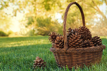 A Basket Of Pine Cones Standing On Meadow, USA