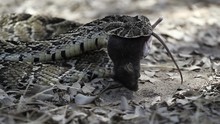 A Snake Eating A Mouse In Africa
