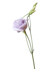 Wall Mural - Light purple flower isolated on white. Eustoma