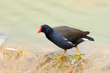 The Common Moorhen (Gallinula Chloropus) Also Known As The Swamp Chicken Is A Bird Species In The Family Rallidae