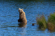 A mother brown bear looks back to check on her cubs while crossing Brooks River, Katmai National Park, Alaska