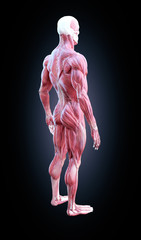 Wall Mural - Muscle anatomy